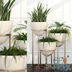 3D model Room plants 14