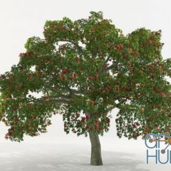 3D model Erythrina tree