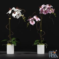 3D model Orchid 8