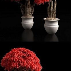 3D model Red bonsai plants