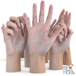 3D model 3D Scan Store – Ultimate Female Hands Pack