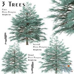 3D model Set of Picea Pungens Trees (Blue spruce) (3 Trees)