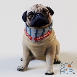 3D model PUG