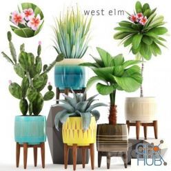 3D model Collection of plants 179 (West Elm)