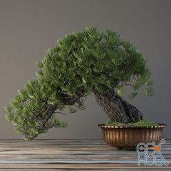 3D model Bonsai in a copper pot
