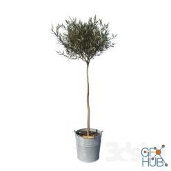 3D model Olive tree small