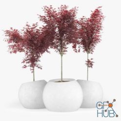 3D model Japanese Maple Concrete planter round modular contemporary (Vray)