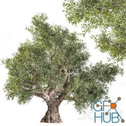 3D model olive tree 02