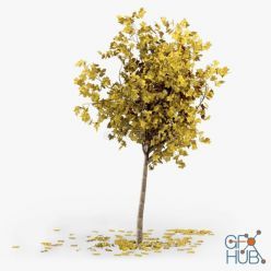 3D model Autumn Tree