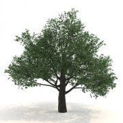 3D model Pedunculate oak Quercus robur