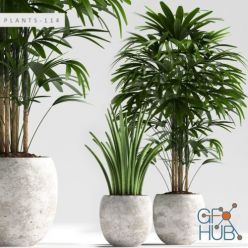 3D model Plant set with rhapis palm