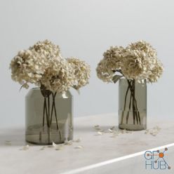 3D model Dried Hydrangeas