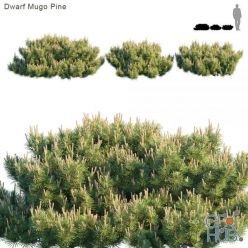 3D model Dwarf Mugo Pine Creeping pine (max, fbx)