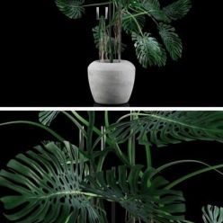 3D model Monstera Big (max 2011, fbx)