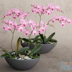 3D model Orchid pink