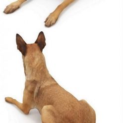 3D model Malinois lying dog (Scanned model)