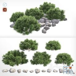 3D model Pinus mugo Pumilio (max 2013 Vray, Corona)