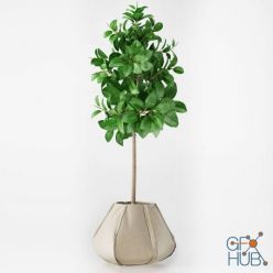3D model Ficus Elastica