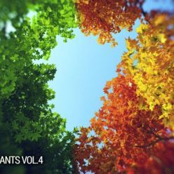 3D model vrayc4d – HQ Plants vol.4 for Cinema 4D