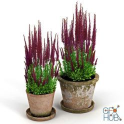 3D model Red plant Calluna