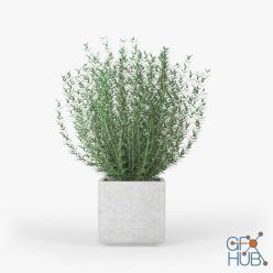 3D model Square Large Planter bush