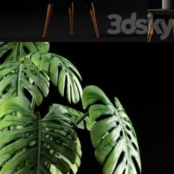 3D model Monstera Plants 50