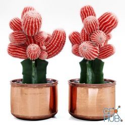3D model Red Cactus in a pot