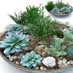 3D model Succulent composition plants