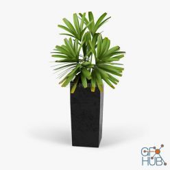 3D model Natural Indoor Plant