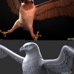 3D model Hawk PBR