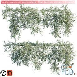 3D model Trachelospermum Jasminoides Star Jasmine creeper 6 module