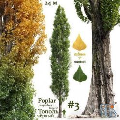 3D model Poplar Populus nigra #3