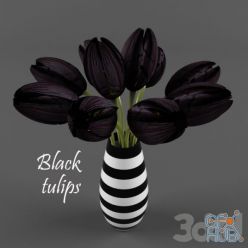 3D model Black tulips