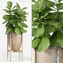 3D model Ficus Lyrata (Plant 82)