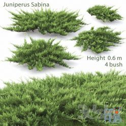 3D model Juniperus Cossack # 2