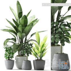 3D model Plants 176