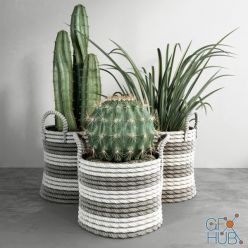 3D model Cactus Set