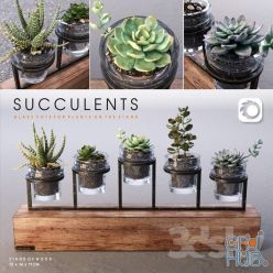 3D model Succulents Plants Set