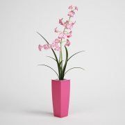 3D model Orchid in pink pot