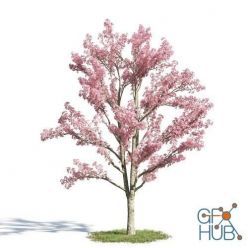 3D model Cassia bakeriana Tree (max)