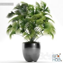 3D model Livistona palm (max 2012, 2015, fbx)