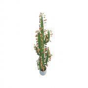 3D model Euphorbia trigona in white pot