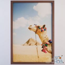 3D model Camel In The Desert By Grant Faint