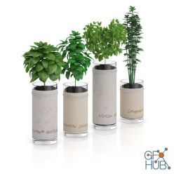 3D model Four Herbs in Glass Pots