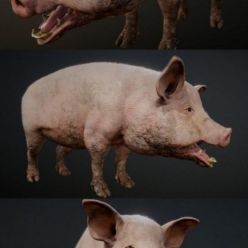 3D model Dirty Pig PBR