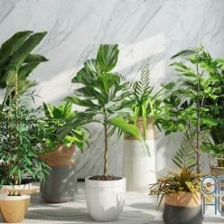 3D model Plant Compilation 11