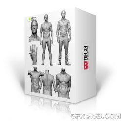 3D model 3D Scan Store – Male Anatomy Bundle