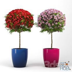 3D model Leptospermum_Topiary