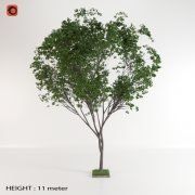 3D model Elm variegated tree