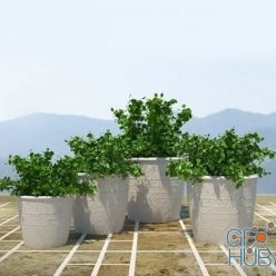 3D model Bushes in a pots